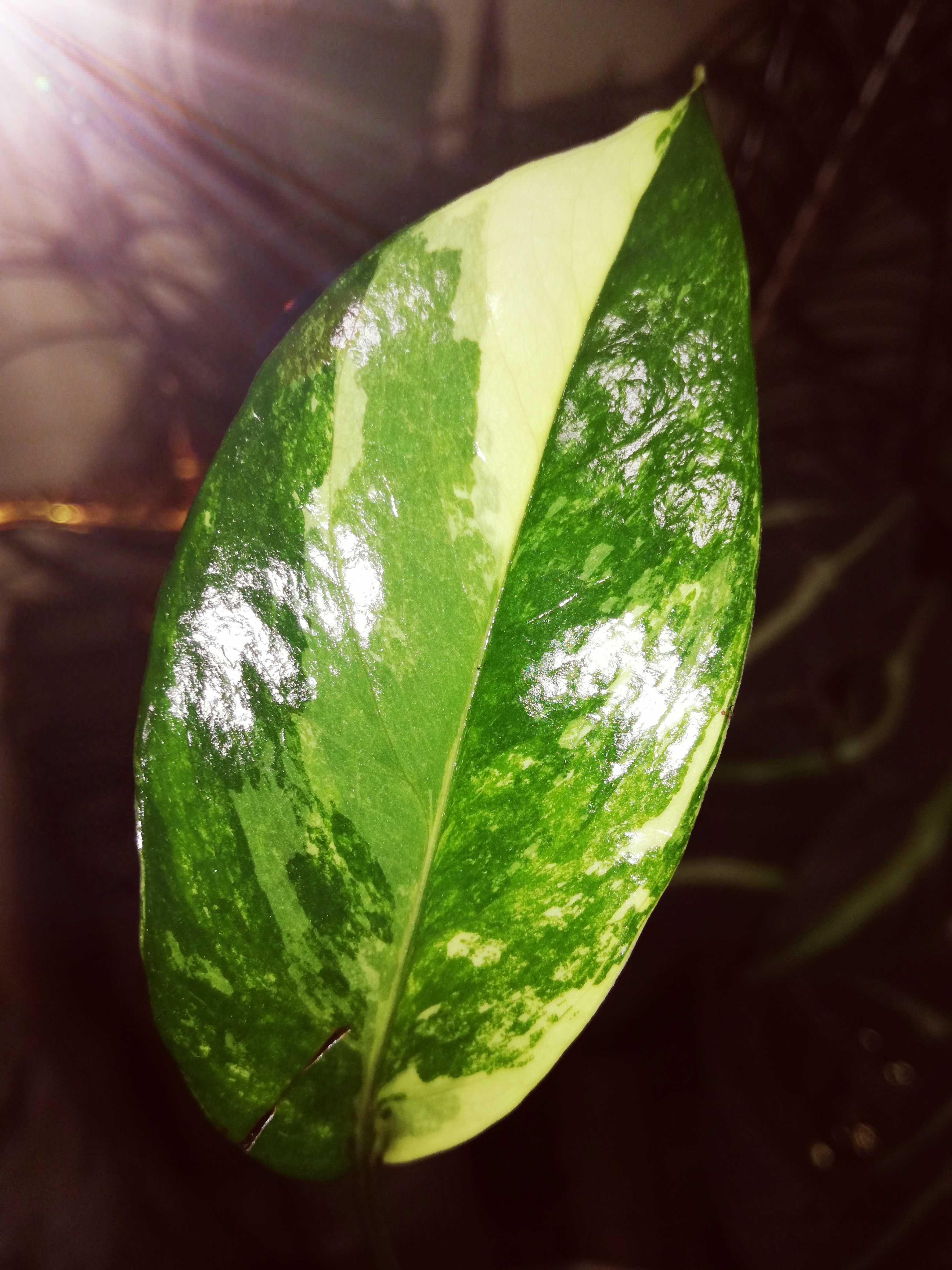 Epipremnum Pinnatum Albo Variegata Thailand Form monstera philodendron