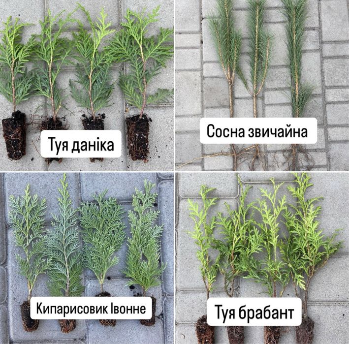 Модрина,Сосна звичайна,кримська,Ялина,Туї,Ялівці,Кипарисовики,Берези..