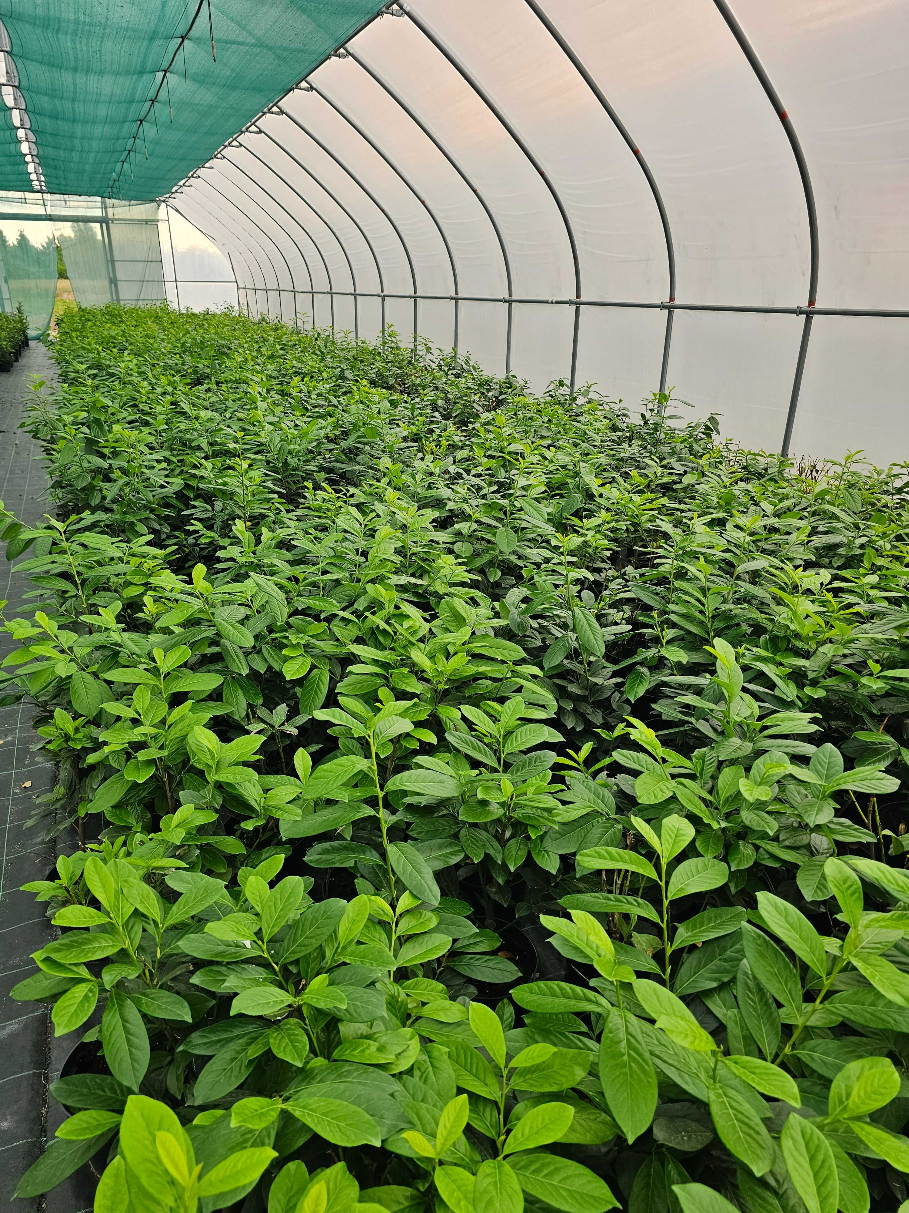 Laurowiśnia Novita- producent!