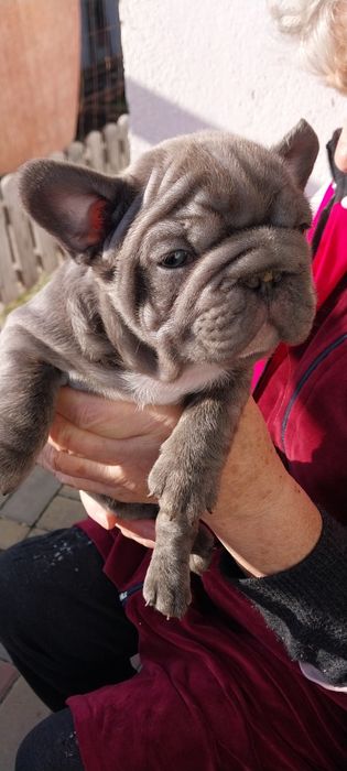 Вип  голубой мальчик