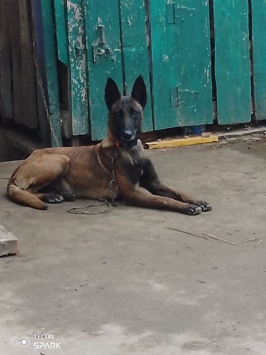 Бельгійська вівчарка Малінуа вік 2 роки