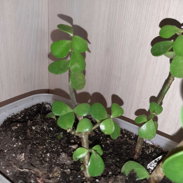 Бонсай портулакария африканская