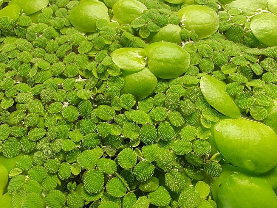 Limnobium i Salvinia Natans