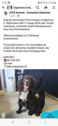 Pies znaleziony we Władysławowie