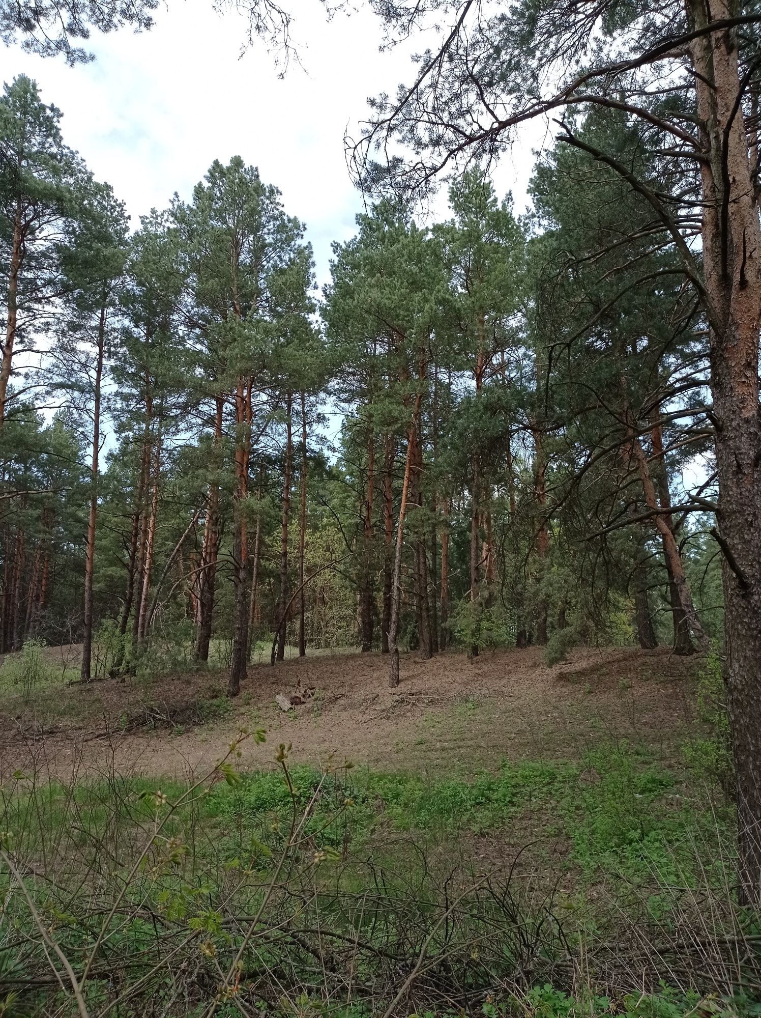 Продам будинок під лісом біля Чернігова.