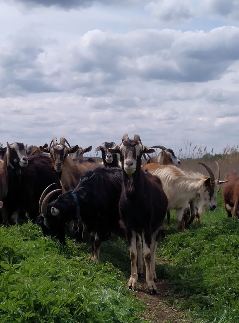 Продається стадо кіз