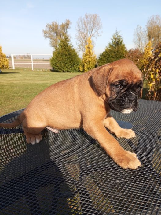 Bokser szczeniak pies