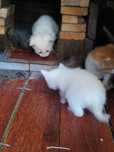 Gatinhos para adoção