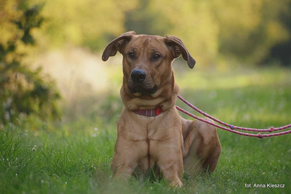 Fifi roczny psiak w typie Rhodesian Ridgeback