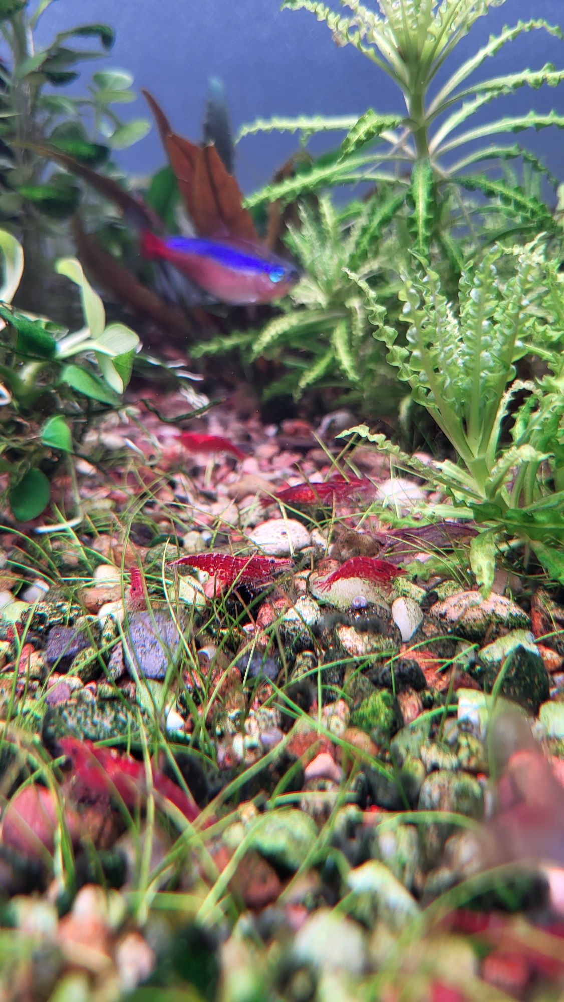 Krewetki red cherry