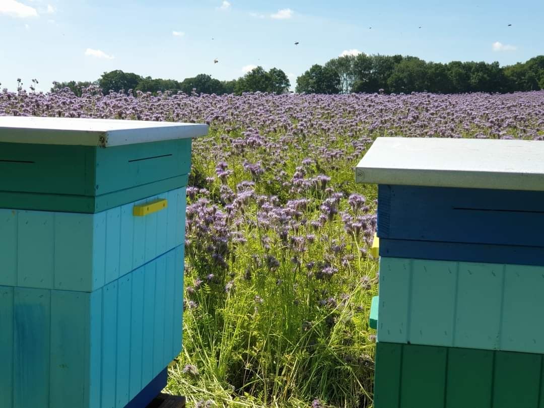 Warsztaty pszczelarskie w Twoim ogrodzie, urodziny i nie tylko!!!