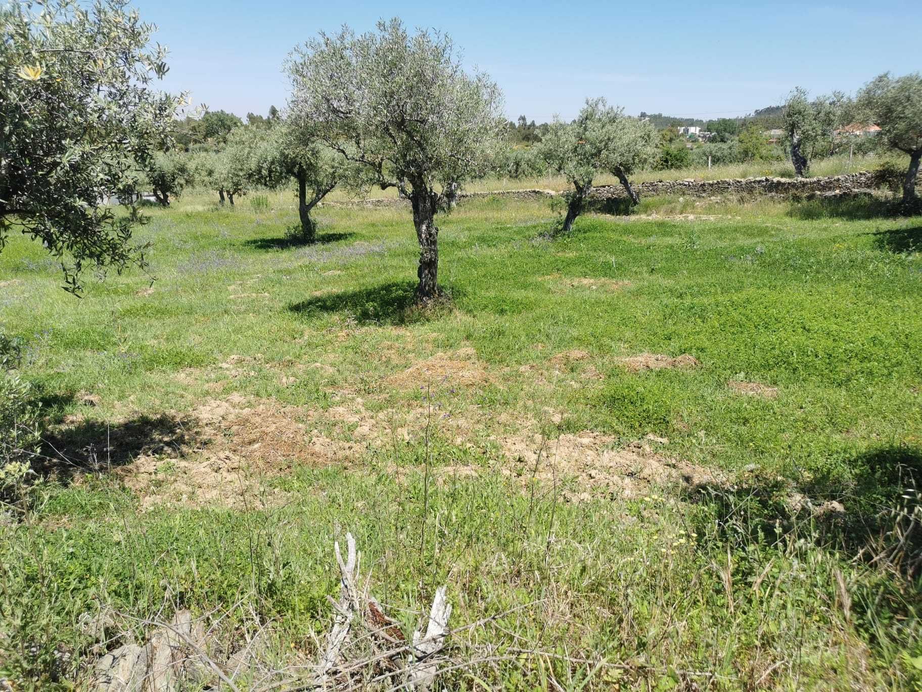 Venda terreno Retaxo - Castelo Branco