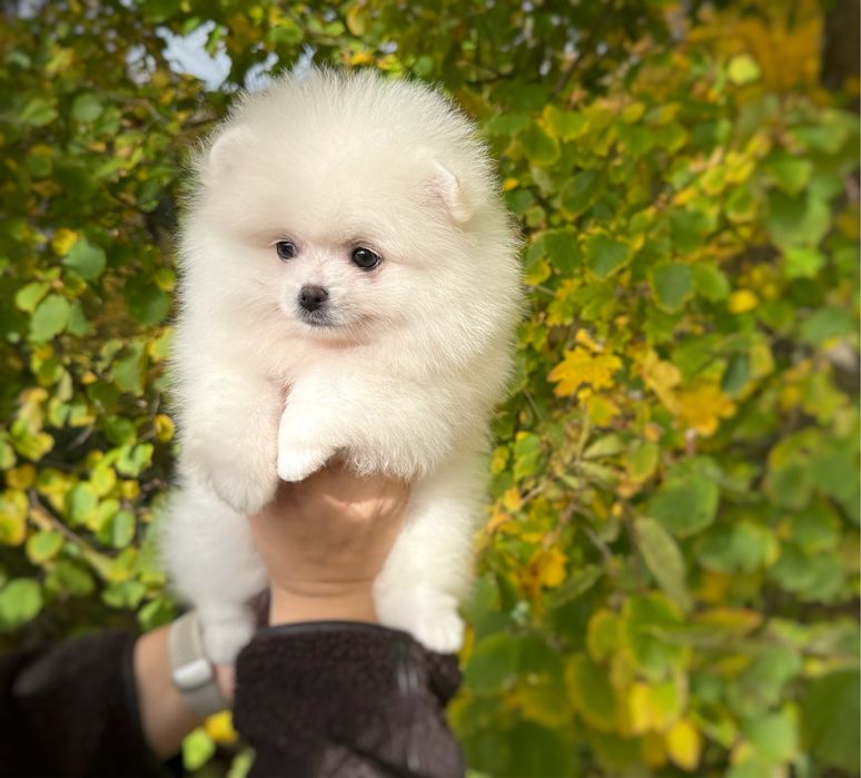 Pomeranian szpic miniaturowy Suczka Zkwp FCI MIŚ Gotowa do zmiany domu