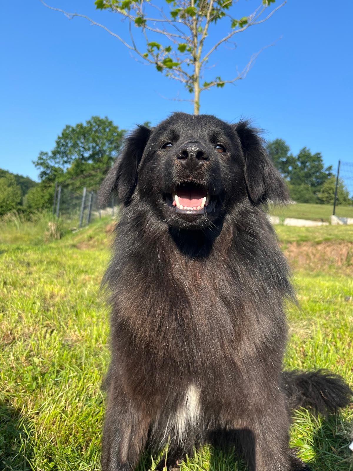 Do adopcji 15kg długowłosy samiec