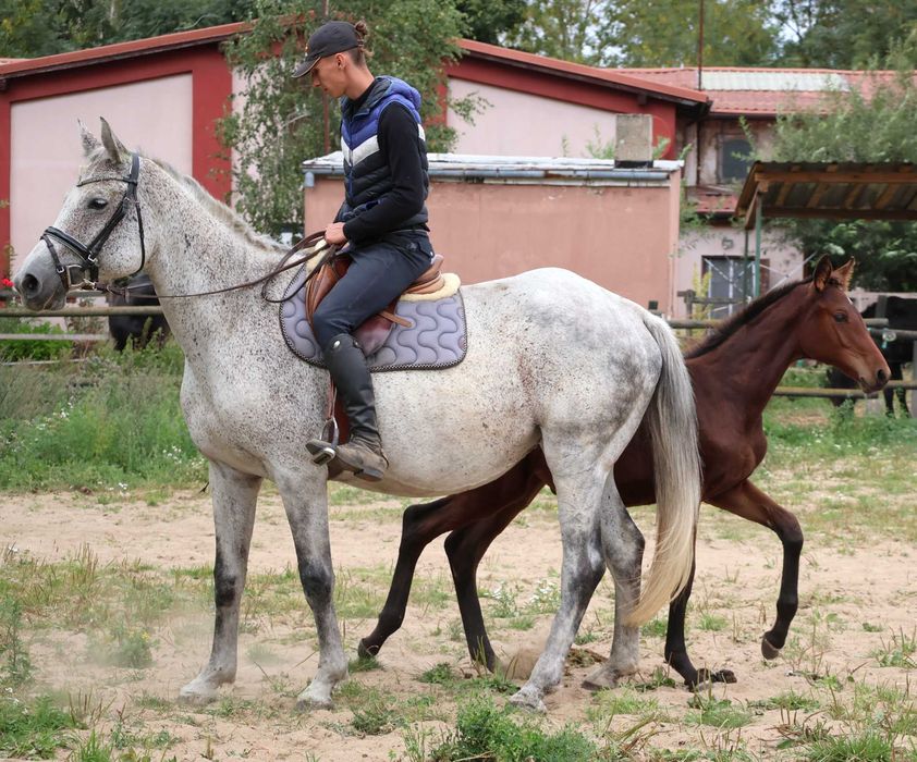 Źrebna klacz hodowlana Ellonor