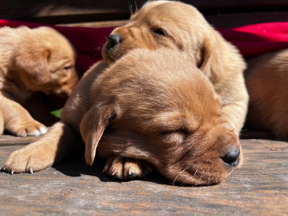 Labrador fox red gotowy do odbioru