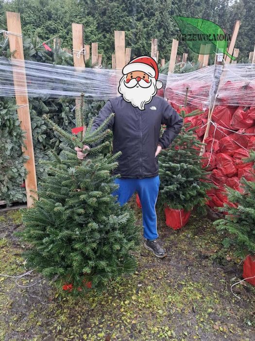 Jodła kaukaska rosnąca w donicy lub kopana do donicy – 60–160 cm