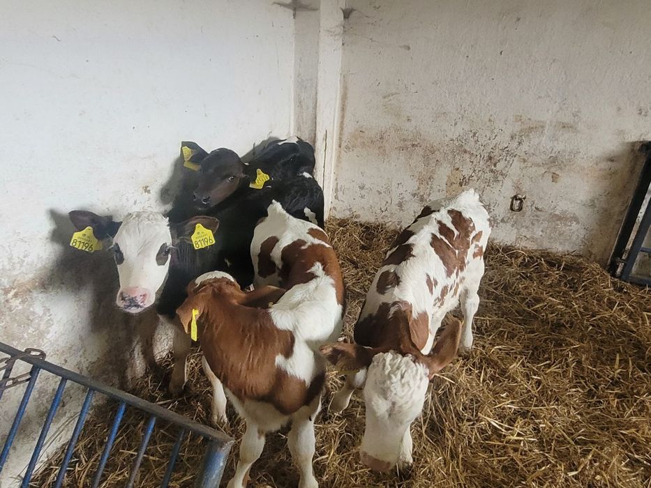 Cielaki jałówki mięsne i byczki