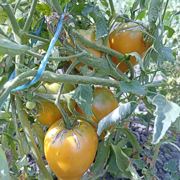 Насіння томату "Золоте серце Ашхабаду","Товстунка","Царь Колокол"