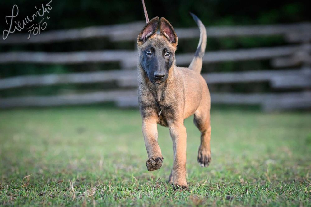 Owczarek Belgijski Malinois FCI Pies wstępnie zarezerwowany