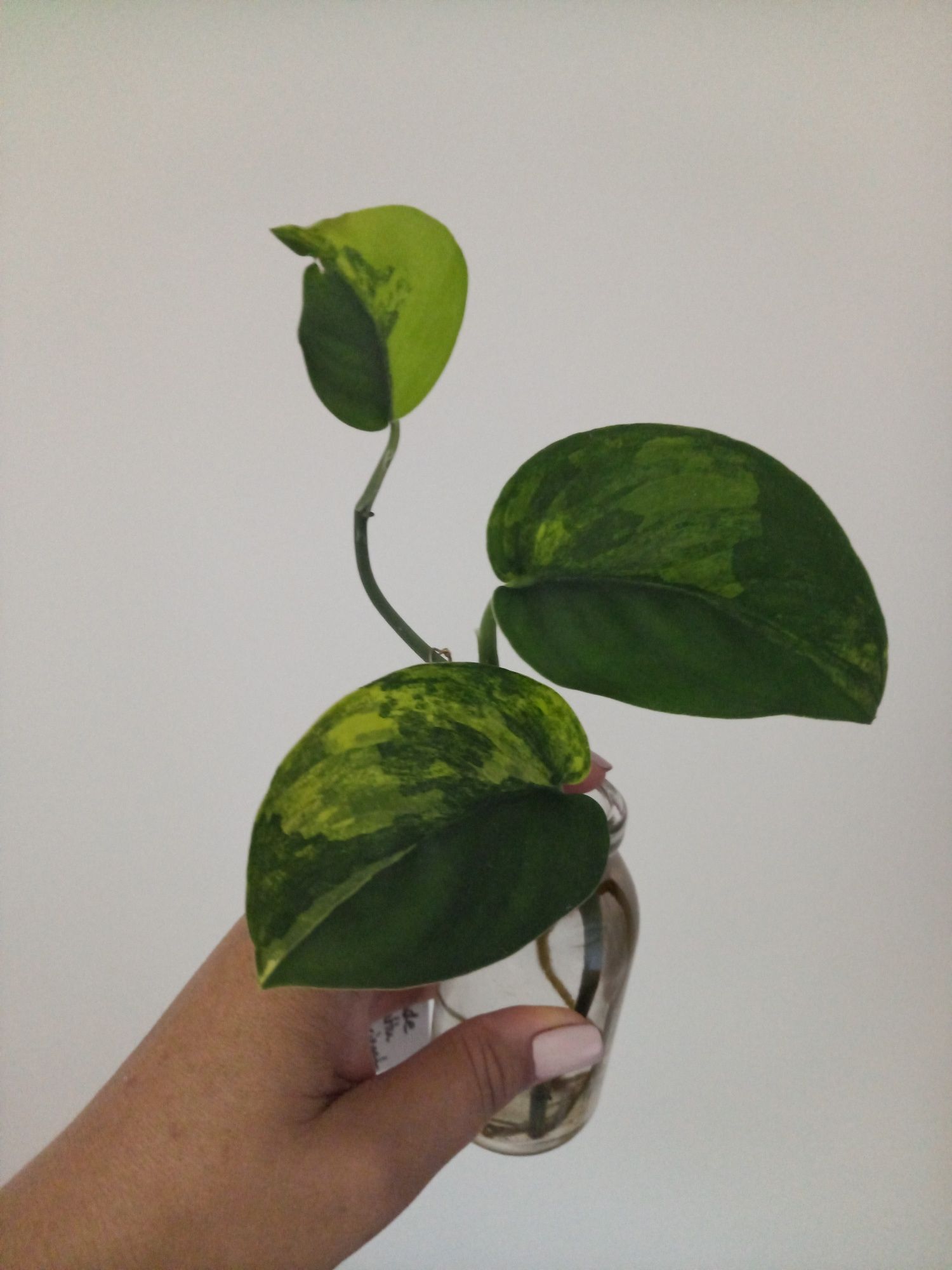 Scindapsus Jade Satin Variegata