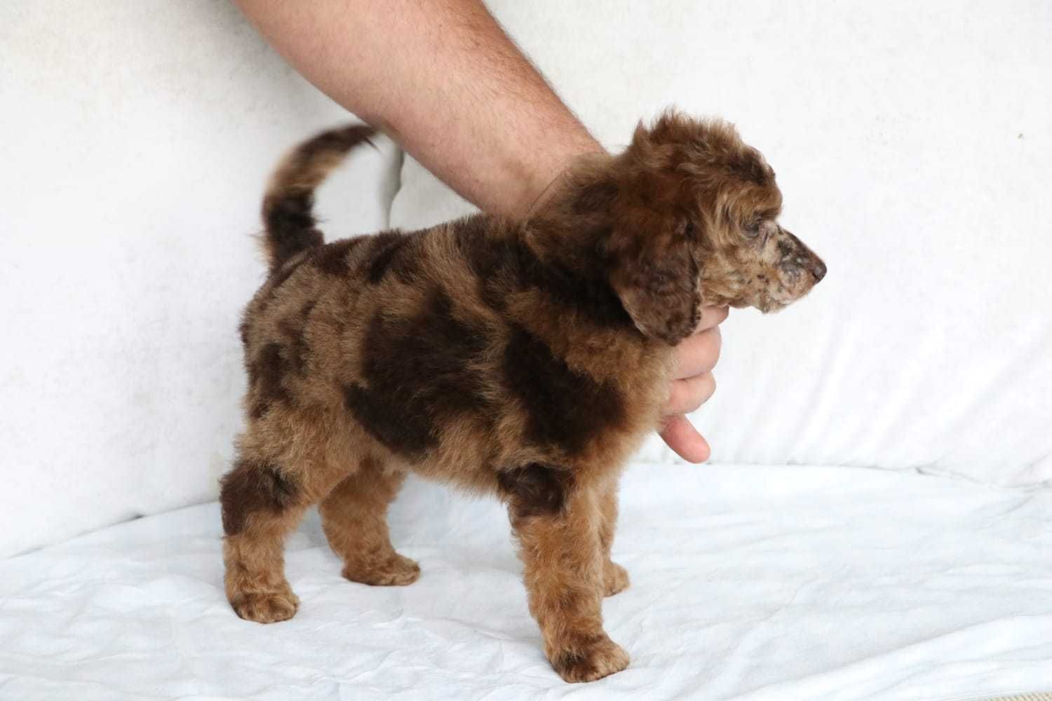 PUDEL ŚREDNI brązowy Merle ( czekoladowy / Choco Merle) samiec ARMANI