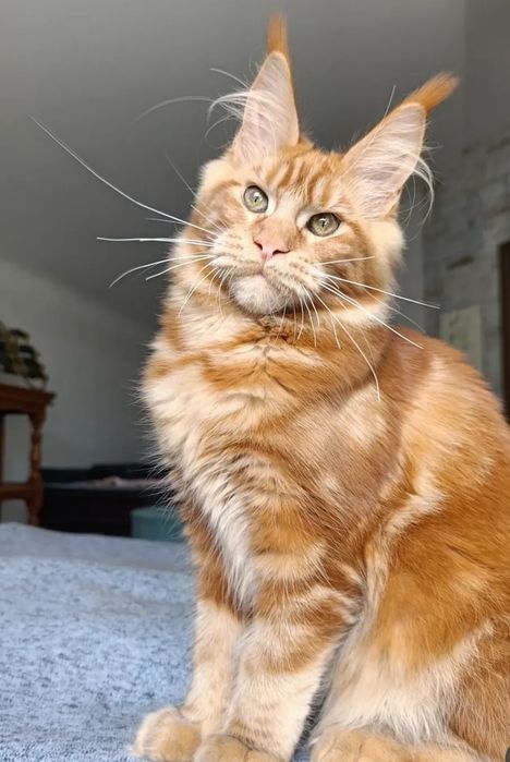 Малыши мейн-кун с документами