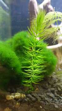 Limnofila lisi ogon rośliny do akwarium