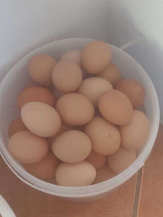 Ovos galinha caseiros 3.5dz