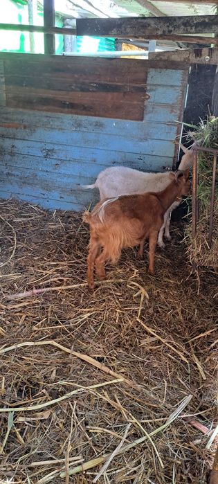 Cabras  novas e boas