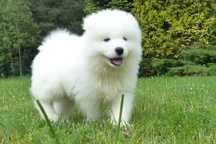... Samoyed / samojed chłopiec FCI ZKwP 2025 Wildness Siberian ...