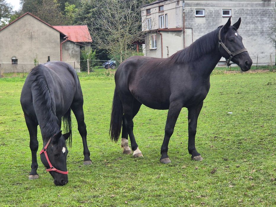 Sprzedam 2 klacze ŚLĄSKIE, źrebne na luty!