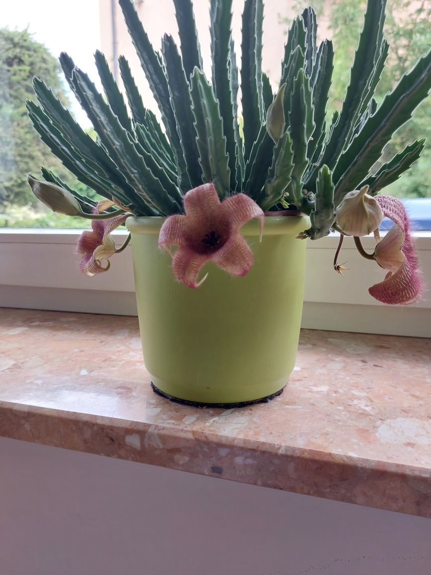Stapelia, gwiazda szeryfa.