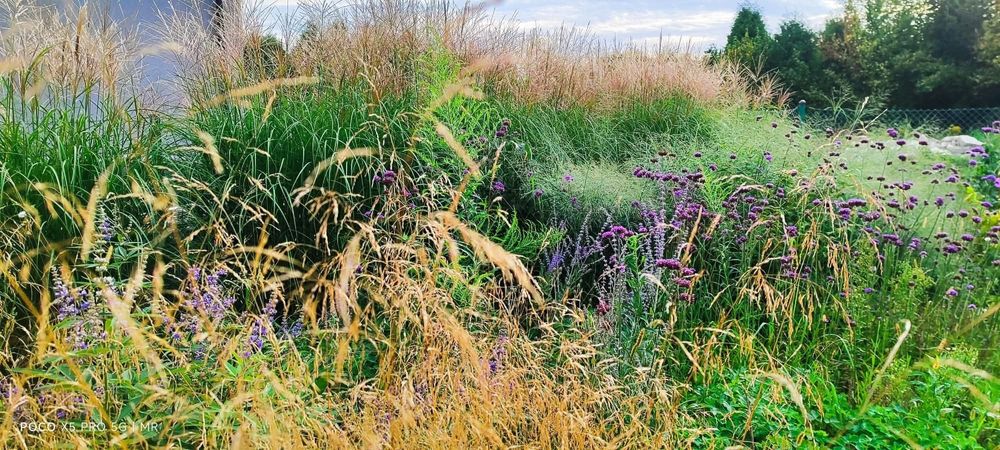Trawy ozdobne różne