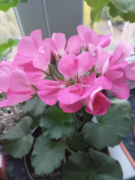 Пеларгония Dolce Vita Anne Pink