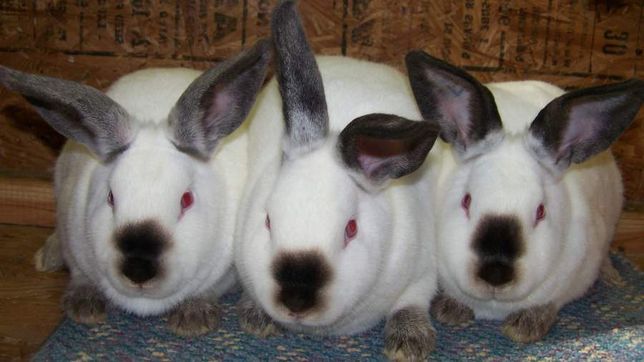 Кролики Калiфорнiйцi