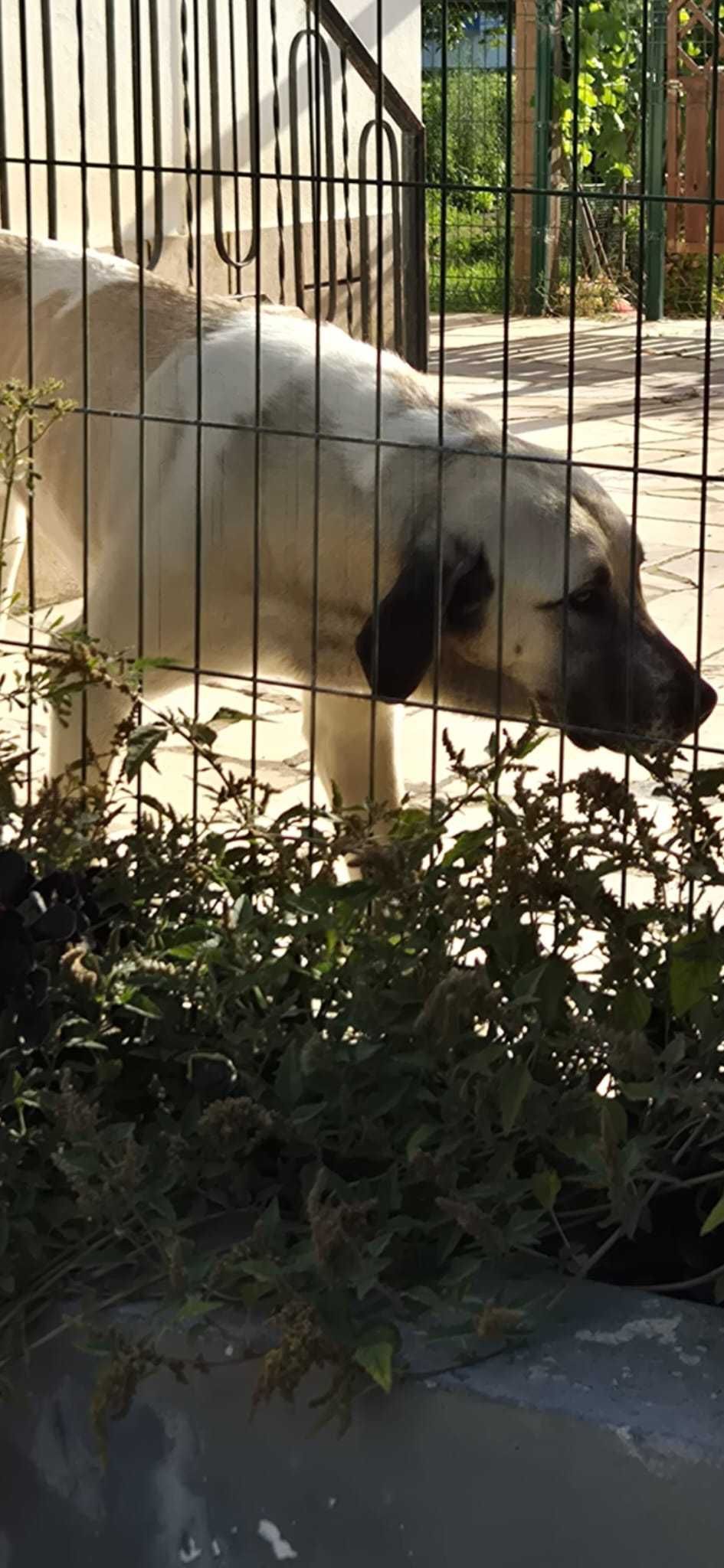 Cadela Cão Gado Transmontano com 1 ano e 10 meses