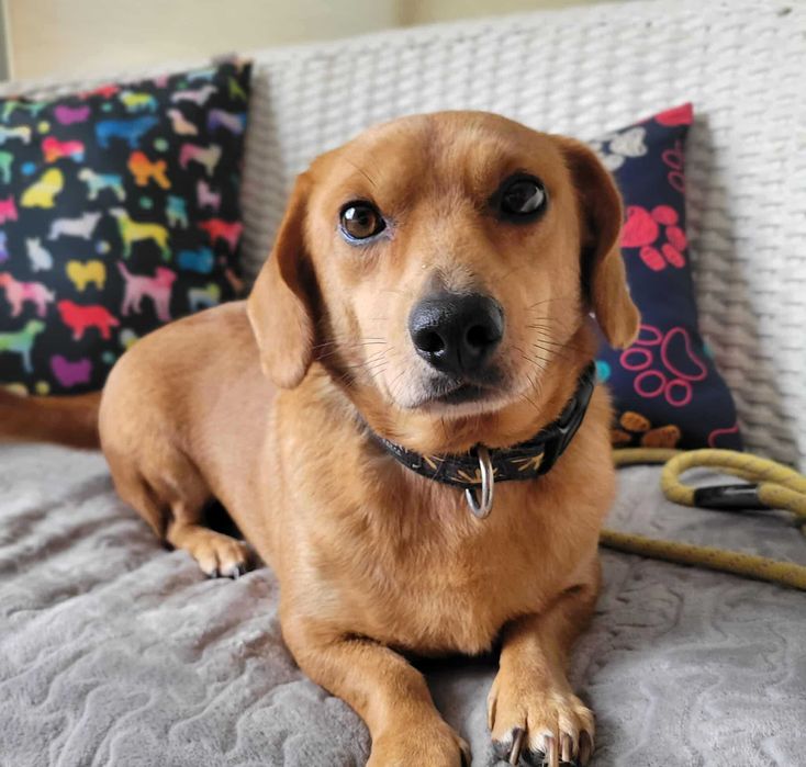 Przystojniak z temperamentem szuka domu