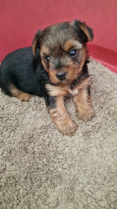 Yorkshire terrier  macho puro