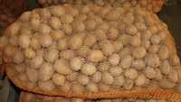 Ziemniaki sadzeniaki Iord, Queen Anne, Irga