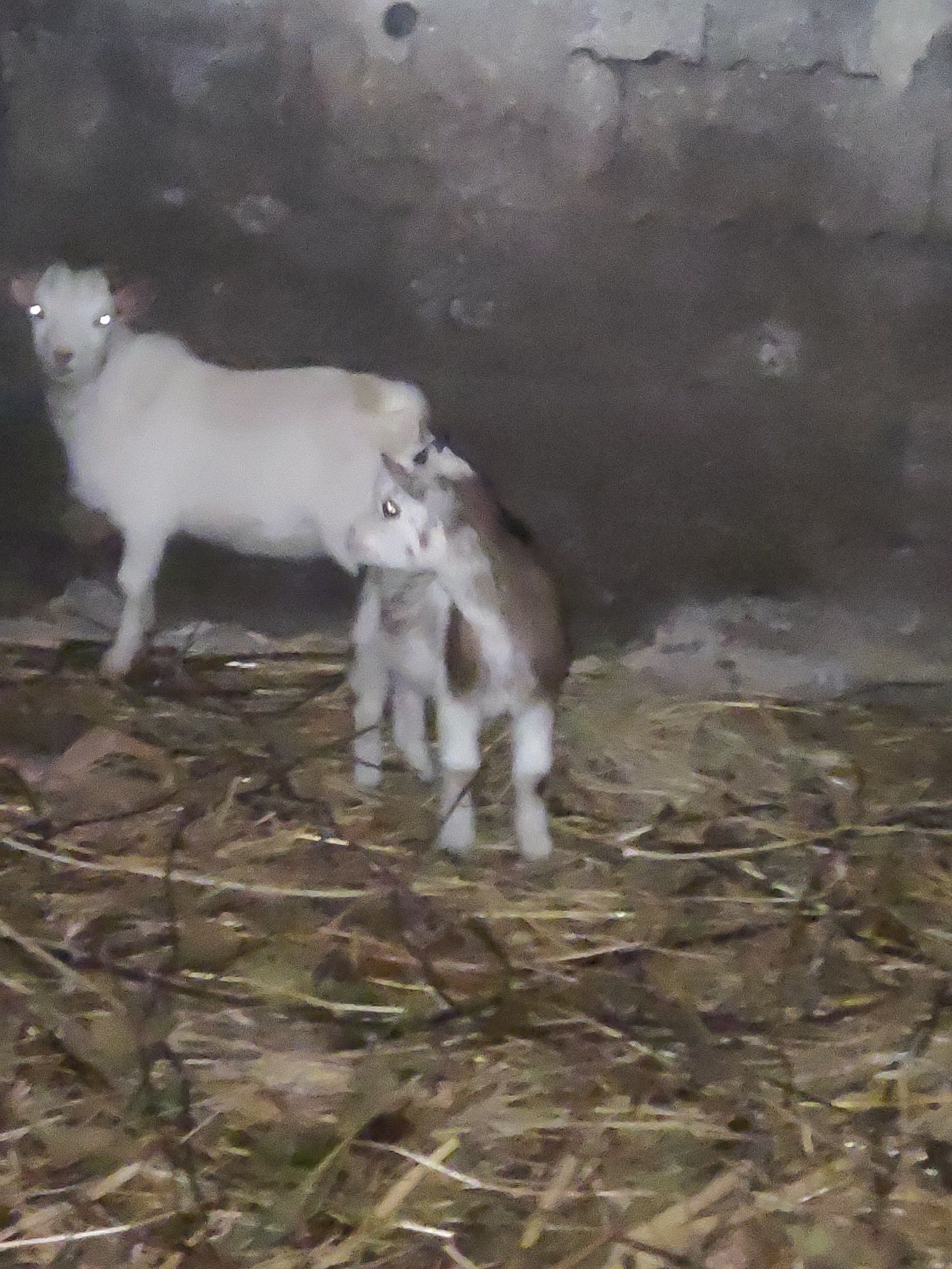 Casal de cabras anas