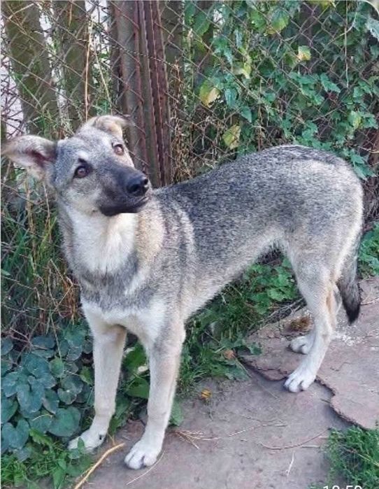 Цуценята в добрі руки