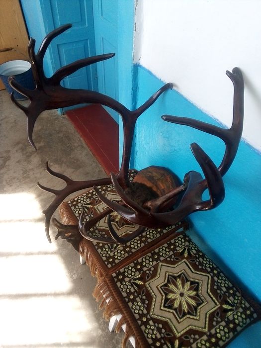 Оригинальние рога 1960г.