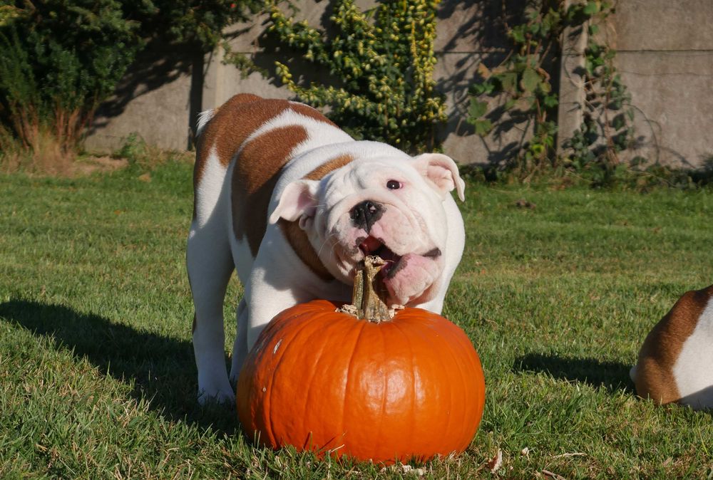 Buldog angielski ZKwP, Rodowód Międzynarodowy FCI suczka UNIQUE BEAUTY