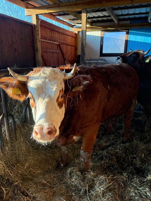 Sprzedam bydło mięsne jałówki