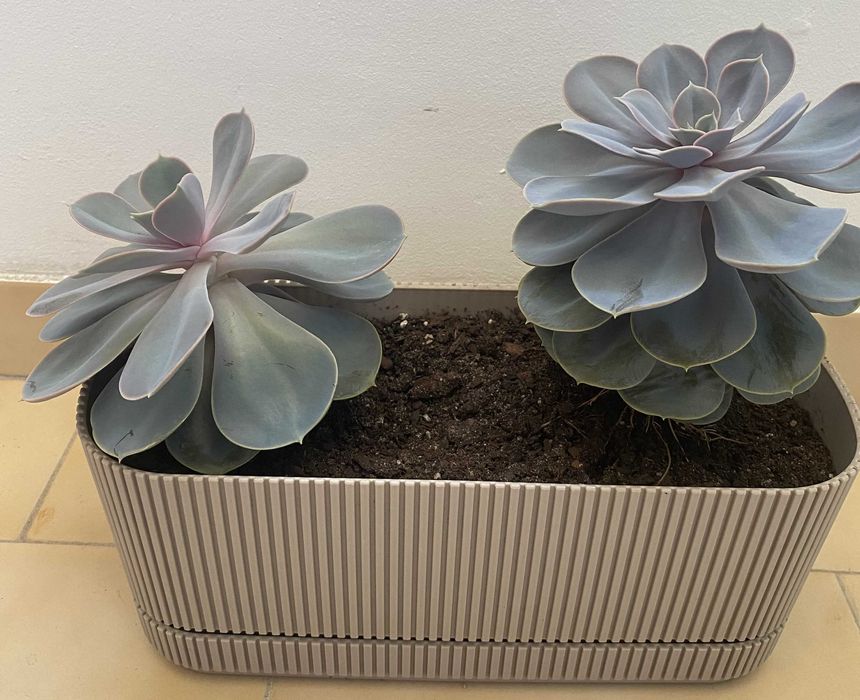 Suculenta Echeveria 'Perle von Nürnberg