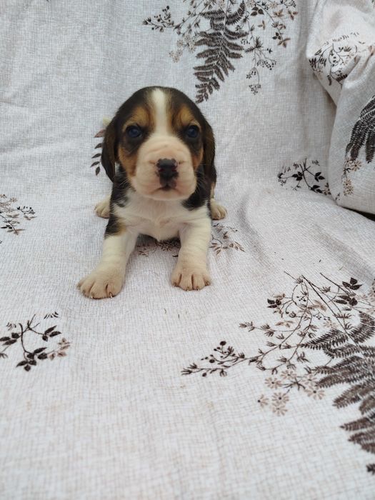 Beagle piesek tel.-5.7.5.3.0.2.0.3.9.