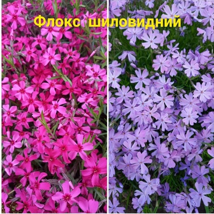 Флокс шиловидний почвокровельний