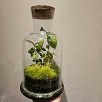 Las w słoiku - Herbata + żywy mech torfowiec roślina