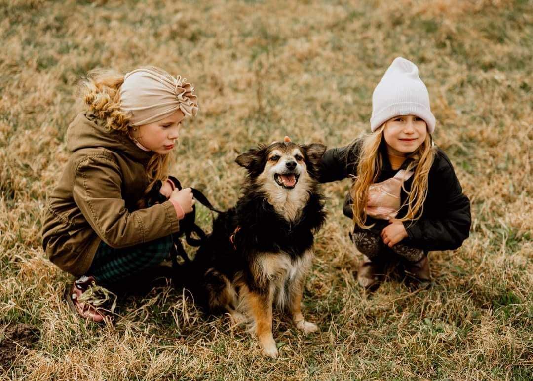 Bobik - malutki piesek do adopcji